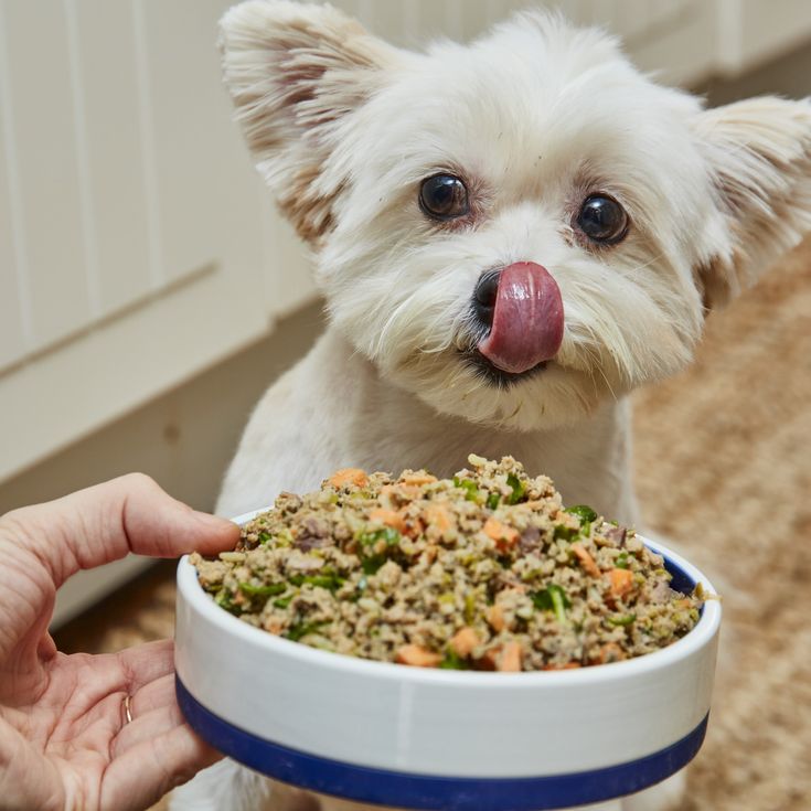 The Ultimate Puppy Feeding Guide: Nutrition for Healthy Growth