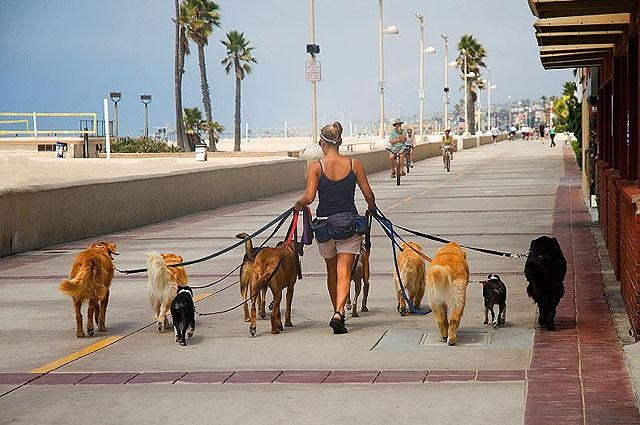 Daily Exercise for Adult Dogs: Maintaining Physical and Mental Fitness