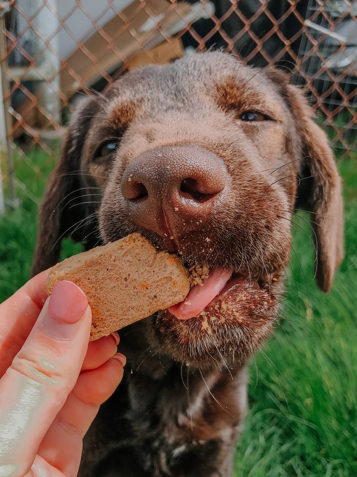 Puppy Training: First Steps for a Harmonious Life Together