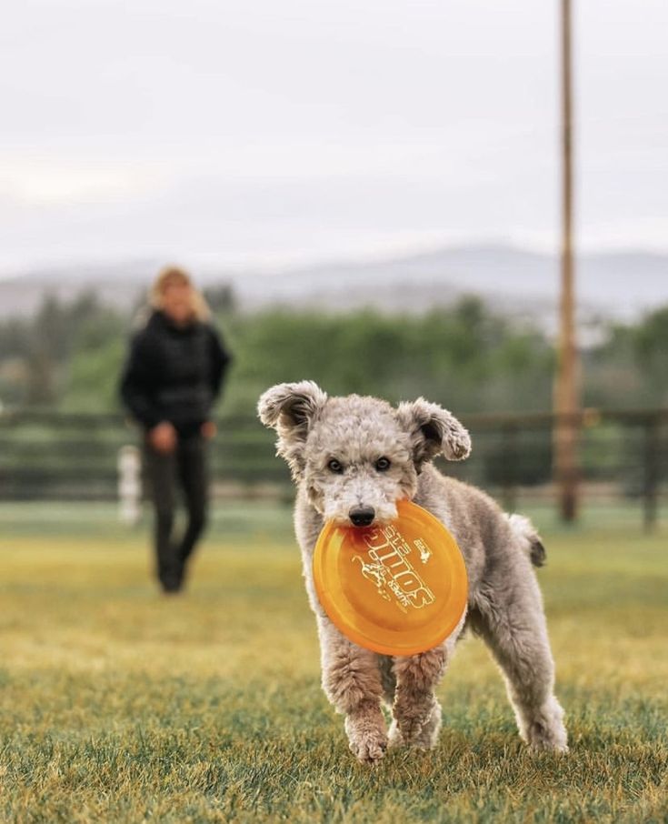 The Importance of Play in Puppy Development