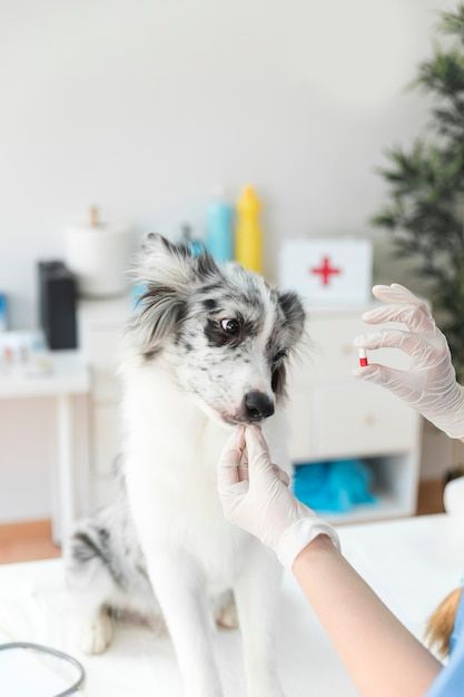 Puppy Vaccinations & Deworming: Protecting Your New Best Friend
