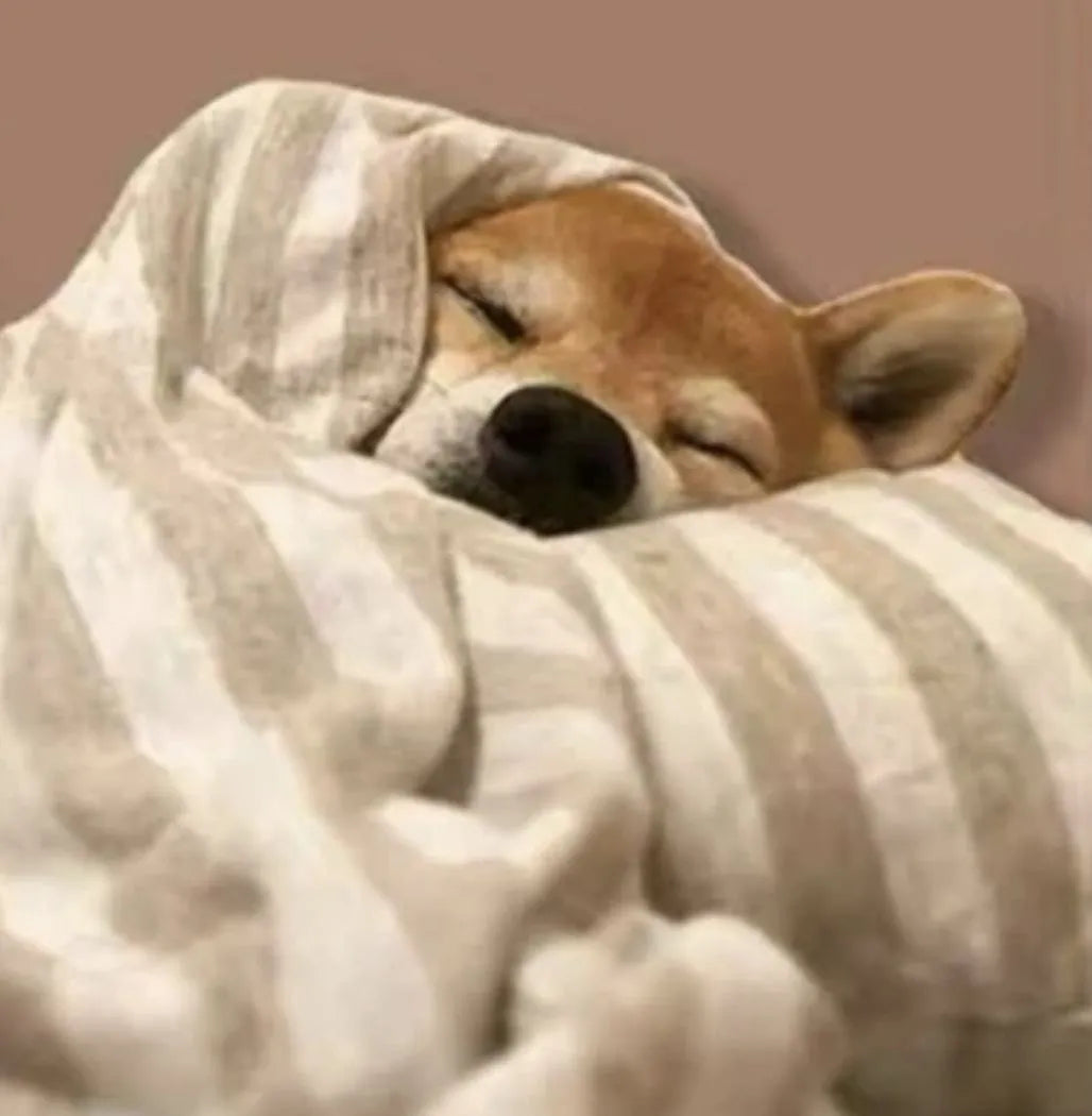 How Much Sleep Does Your Puppy Really Need? A Guide for Pet Parents