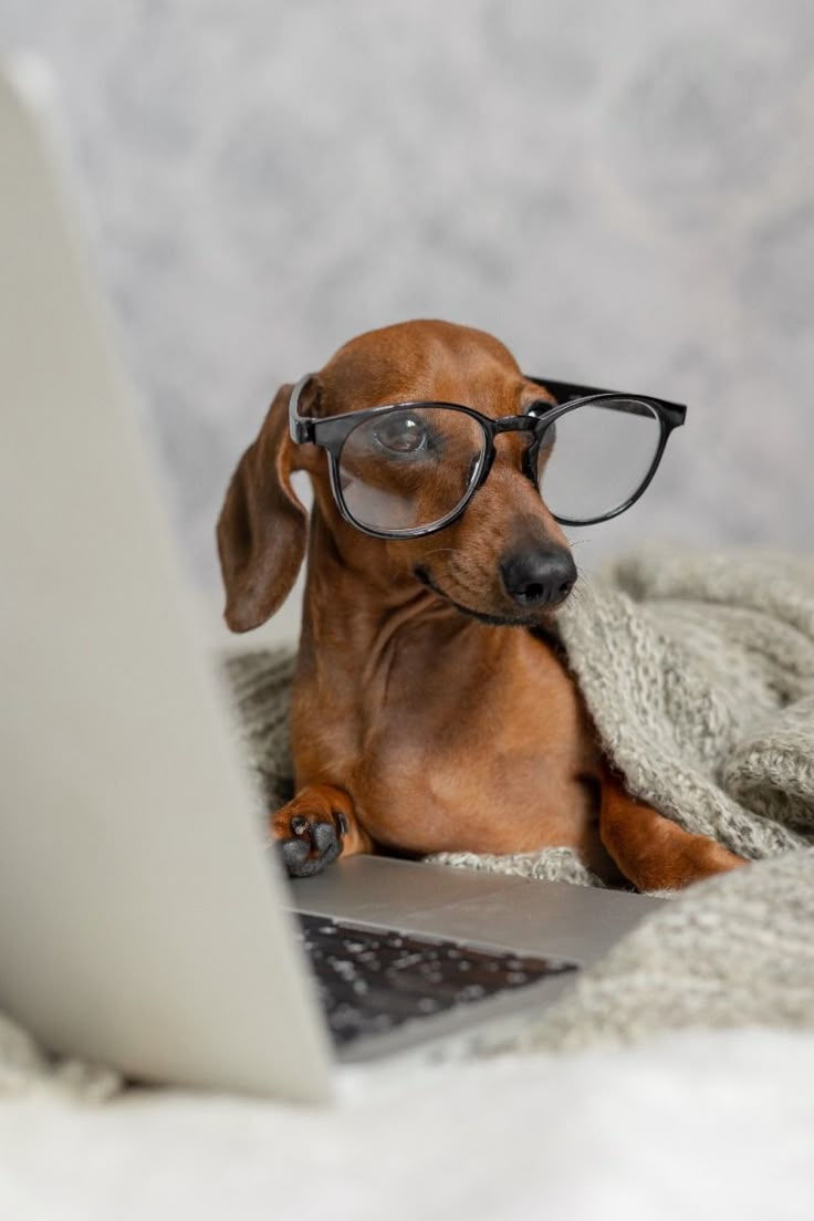 Balanced Nutrition for Adult Dogs: Energy & Vitality