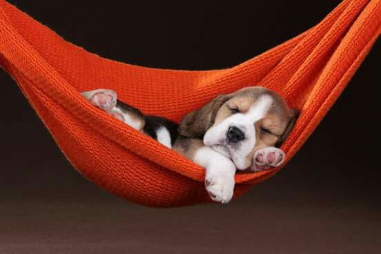 Puppy Sleep: How Much Rest Do They Need and How to Encourage It?
